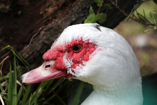 里程碑！哈兰德连续11场国家队破门，追平63年前纪录